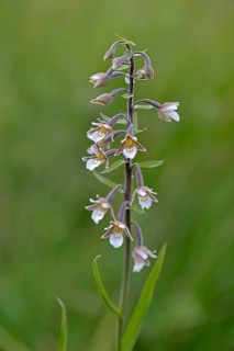 Marsh Helleborine (Epipactis palustris)