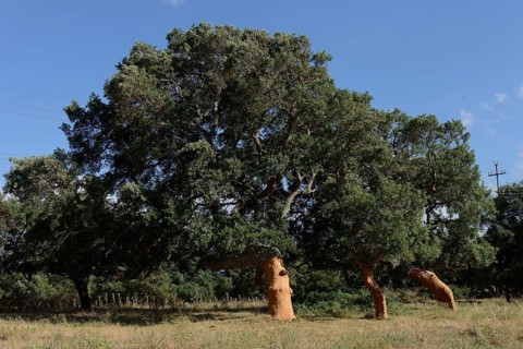 Freshly peeled Cork Oaks (Quercus suber)
