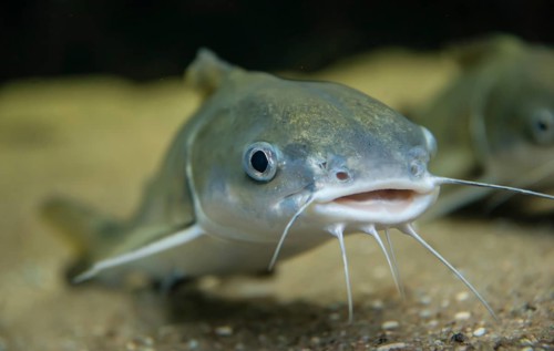 Tete Sea Catfish (Arius seemani)