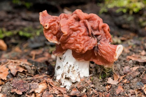 Brown False Morel (Gyromitra fastigiata)