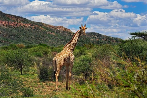 Giraffe (Giraffa camelopardalis)