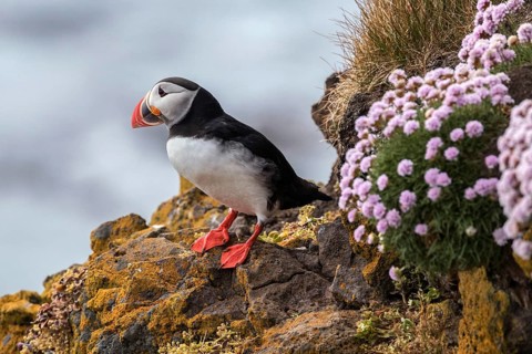 Puffin (Fratercula arctica)
