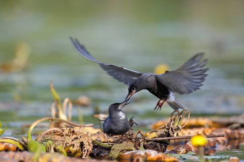 Black tern (Chlidonias niger)