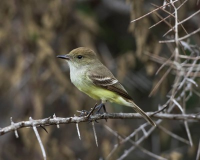 Galapagos Flycatcher or Large-billed Flycatcher (Myiarchus magnirostris)