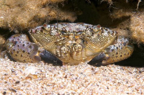 Warty Crab or Yellow Crab (Eriphia verrucosa)