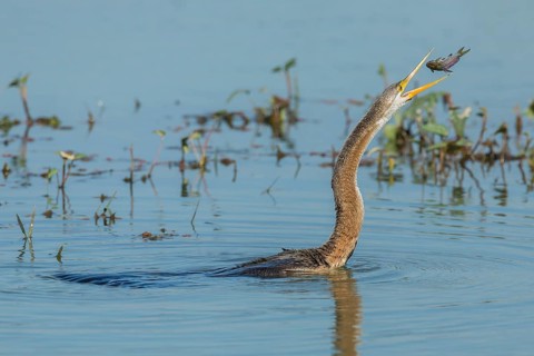 Oriental Darter (Anhinga melanogaster)