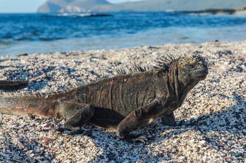 Marine Iguana (Amblyrhynchus cristatus)