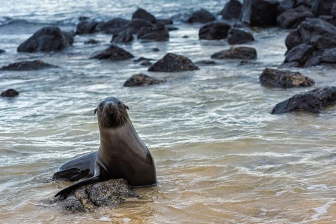 Galapagos Sea Lions (Zalophus wollebaeki)