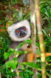 Diademed Sifaka (Propithecus diadema)