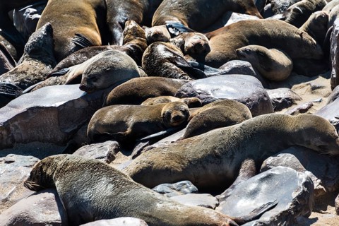 Colony of Brown Fur Seals or Cape Fur Seals (Arctocephalus pusillus)