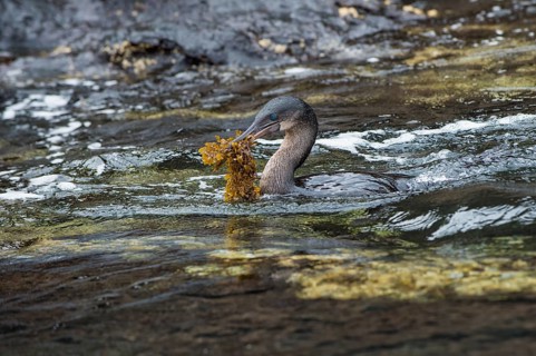 Flightless Cormorant (Phalacrocorax harrisi) carrying nesting material