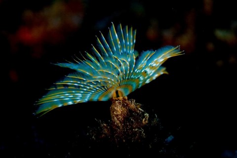 Mediterranean Fanworm or Feather Duster Worm (Sabella spallanzanii)