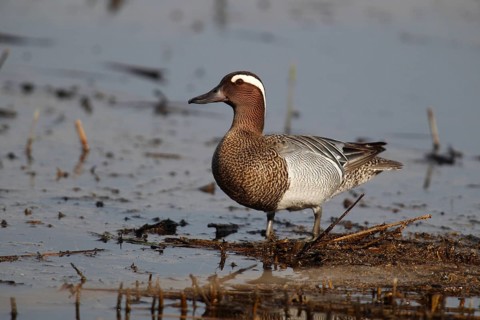 Garganey (Anas querquedula)