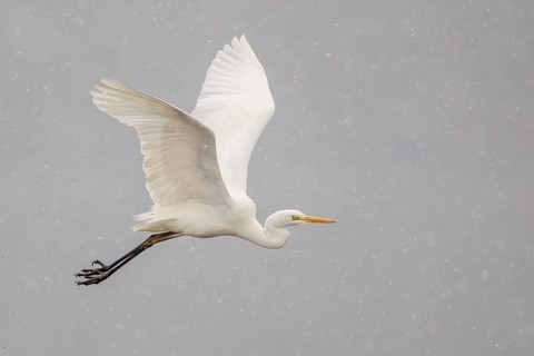 Great Egret or Great White Heron (Ardea alba) in flight