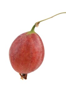 Red gooseberry (Ribes uva-crispa)