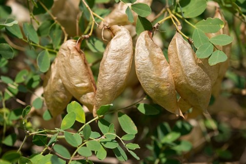 Bladdersenna or Bladder Senna (Colutea arborescens)