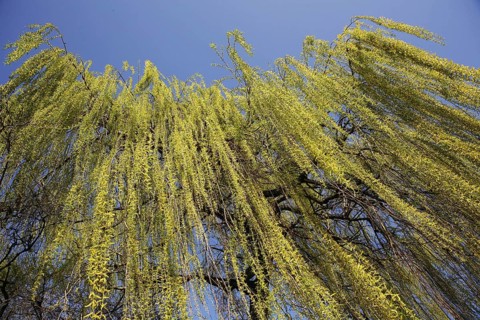 Weeping Willow (Salix babylonica)
