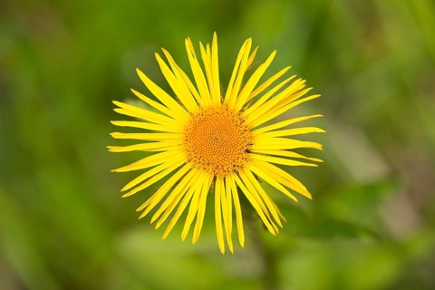 Downy Elecampane (Inula hirta) flower
