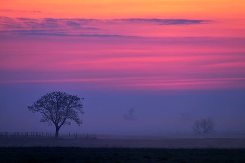 Tree in the fog