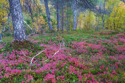 Forest floor in autumn