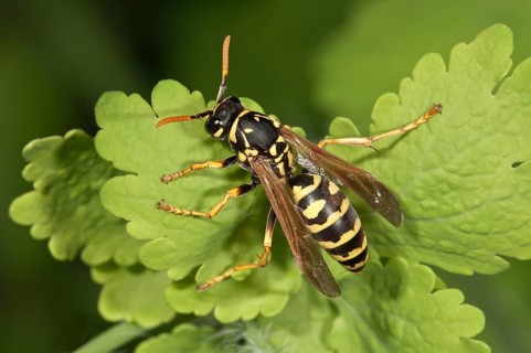 European paper wasp (Polistes dominula)