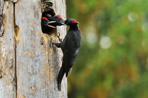 Black Woodpecker (Dryocopus martius) feeding chicks at the nest hole