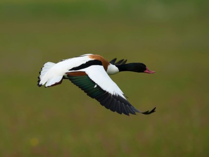 Common Shelduck (Tadorna tadorna)