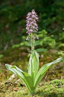 Lady Orchid (Orchis purpurea)