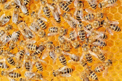 Colony of Honey Bees (Apis mellifera var carnica) on fresh honeycomb with honey