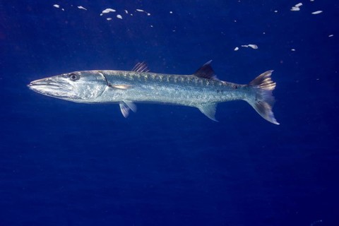Great Barracuda (Sphyraena barracuda)