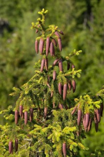 Common spruce (Picea abies)