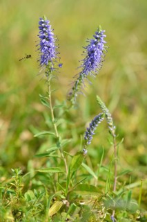 Spiked speedwell (Veronica spicata)