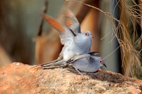 Diamond Doves (Geopelia cuneata)