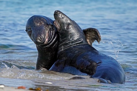 Two Grey seals (Halichoerus grypus) fighting in shallow water