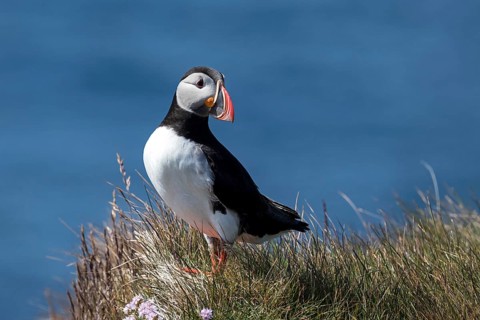 Puffin (Fratercula arctica)