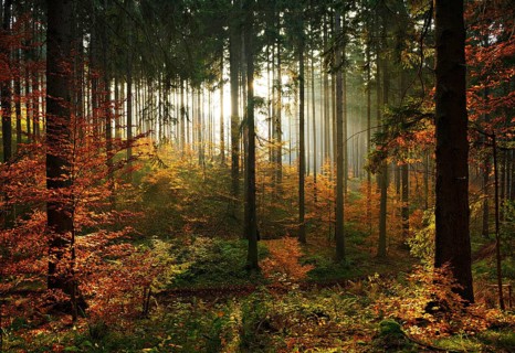 Sunny spruce forest (Picea) with beginning regeneration by beeches (Fagus) in autumn
