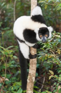 Black-and-white Ruffed Lemur (Varecia variegata)