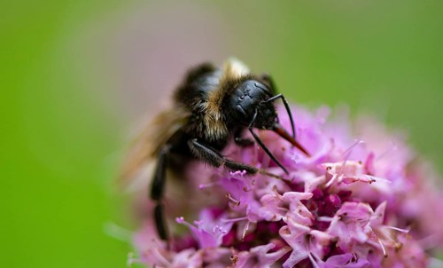 Bumblebee (Bombus) collects nectar on a purple flower