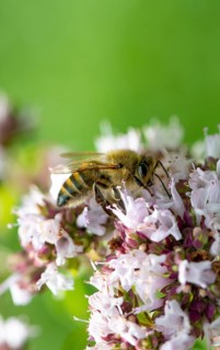 Honey bee (Apis mellifera) on purple flower