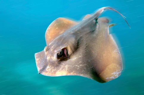 Common Stingray (Dasyatis pastinaca)