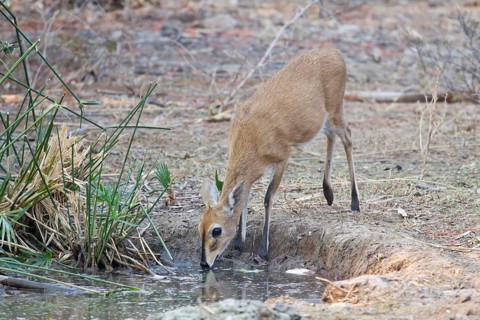 Kirk's Dik-dik (Madoqua kirkii)