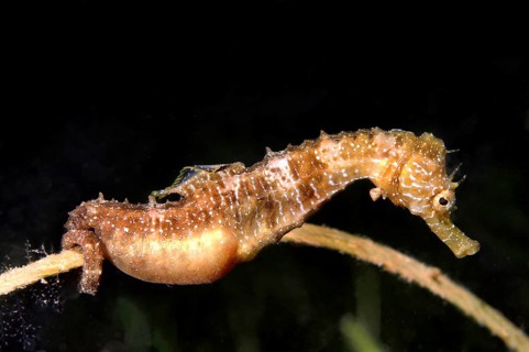 Short-snouted Seahorse (Hippocampus hippocampus)