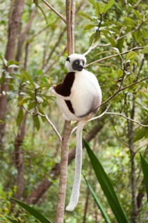 Coquerel's Sifaka or Crowned Sifaka (Propithecus coquereli)