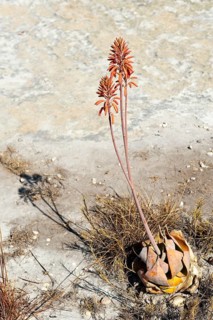 Red flowers (Aloe isaloensis)