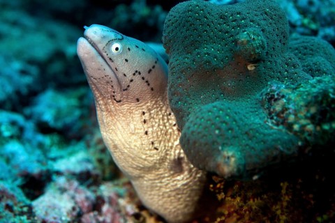 White-eyed Moray (Gymnothorax thrysoideus)