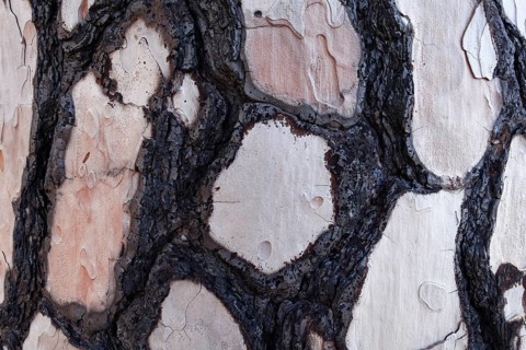 Bark with fire damage