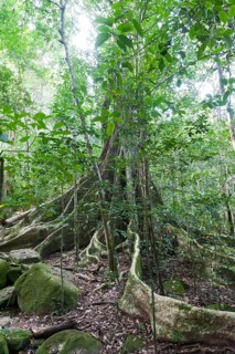 Far-reaching buttress roots under a canopy