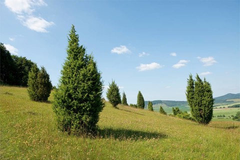 Juniper pastures