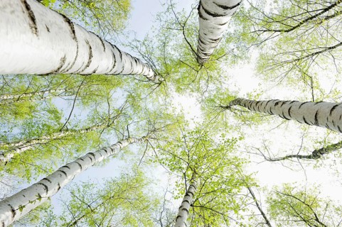 Birch forest in spring