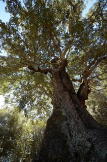 Old Cork Oak (Quercus suber)